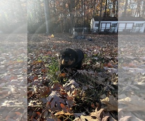 Rottweiler Puppy for Sale in FORT WASHINGTON, Maryland USA