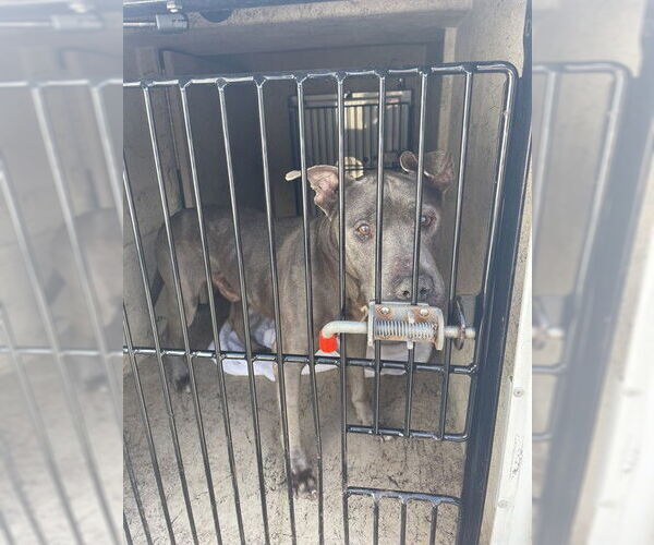 Medium Photo #1 Mutt Puppy For Sale in St. Cloud, FL, USA