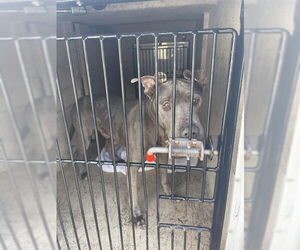 Mutt Dogs for adoption in St. Cloud, FL, USA