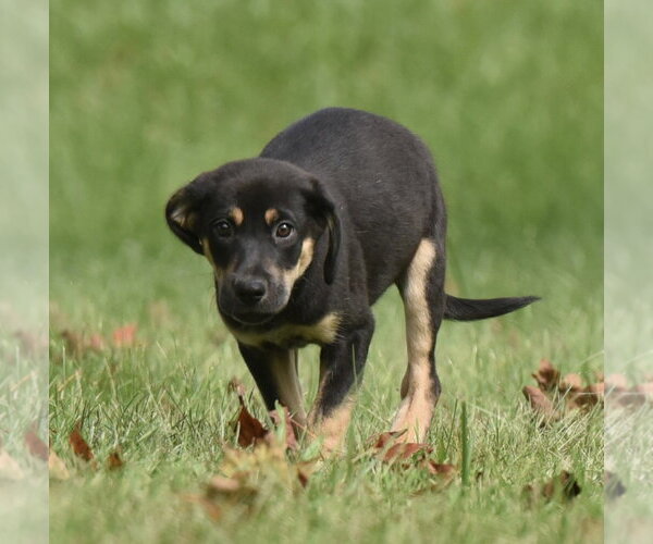 Medium Photo #2 Australian Shepherd-Unknown Mix Puppy For Sale in Mechanicsburg, PA, USA