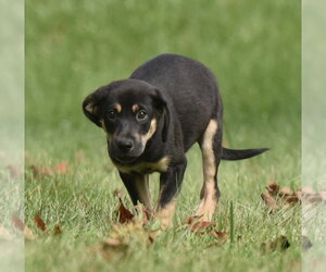 Tuba - Male Australian Shepherd-Unknown Mix Dog for Adoption - Photo #2