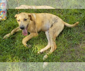 260791  Buzz - Male Boxer-Unknown Mix Dog for Adoption - Photo #2