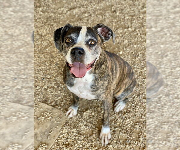 Medium Photo #2 Boxer Puppy For Sale in Austin, TX, USA