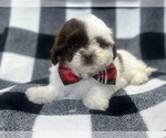 Small #2 ShihPoo