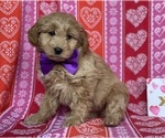 Small #3 Goldendoodle (Miniature)