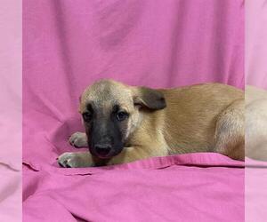 Mutt Dogs for adoption in Modesto, CA, USA