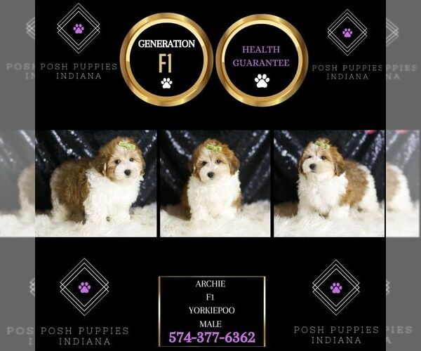 Medium Photo #2 YorkiePoo Puppy For Sale in WARSAW, IN, USA