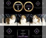 Small #1 YorkiePoo