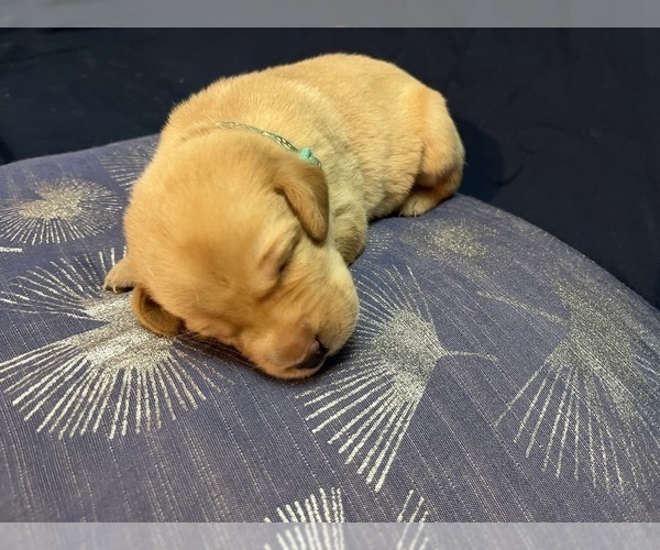 Medium Photo #26 Labrador Retriever Puppy For Sale in BARTLETT, IL, USA
