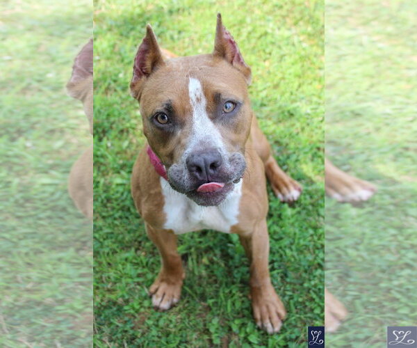 Medium Photo #4 Mutt Puppy For Sale in Lockport, NY, USA