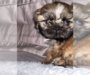 Shih Tzu Puppy for sale in HENDERSON, NC, USA