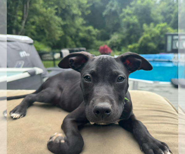 Medium Photo #10 American Pit Bull Terrier-Labrador Retriever Mix Puppy For Sale in Holly Springs, NC, USA
