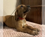 Puppy 5 Bloodhound-German Shepherd Dog Mix