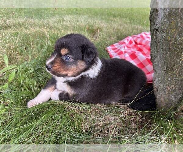Medium Photo #2 Australian Shepherd Puppy For Sale in JEROMESVILLE, OH, USA