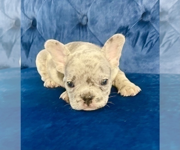 Medium Photo #59 French Bulldog Puppy For Sale in EMPIRE STATE, NY, USA
