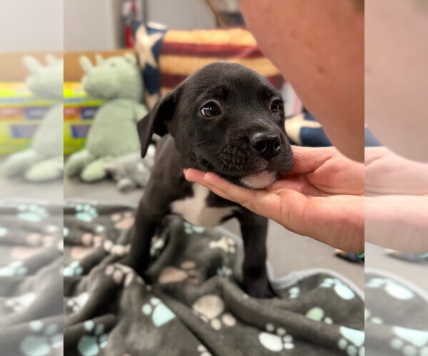 Medium Photo #2 American Staffordshire Terrier-Unknown Mix Puppy For Sale in Pierceton , IN, USA