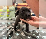 Small #1 American Staffordshire Terrier Mix