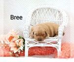 Small Photo #9 Golden Retriever Puppy For Sale in LOYAL, WI, USA