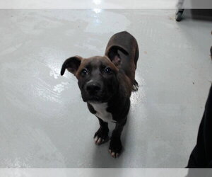 Mutt Dogs for adoption in Fayetteville, NC, USA