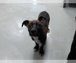 ROB - Male Mutt Dog for Adoption - Small photo
