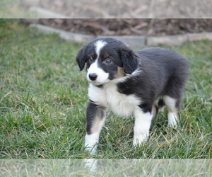 Border Collie Puppy for sale in HUNTERSVILLE, NC, USA