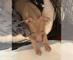 Small #13 Mutt