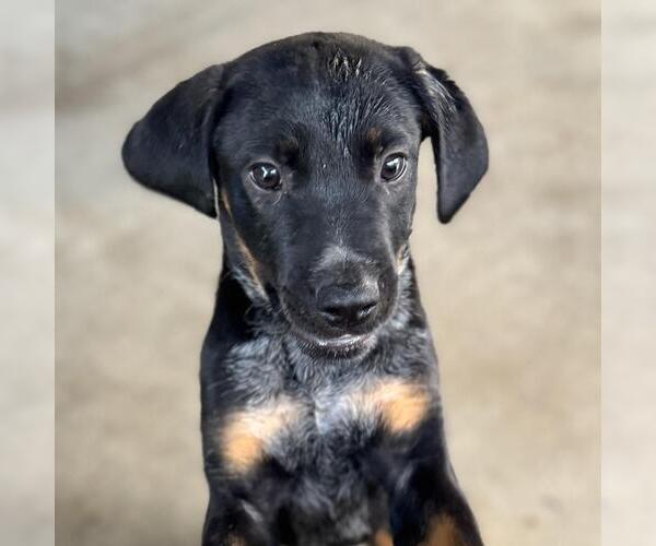 Medium Photo #2 Boxer-Unknown Mix Puppy For Sale in Yardley, PA, USA