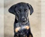 Small #1 Boxer Mix