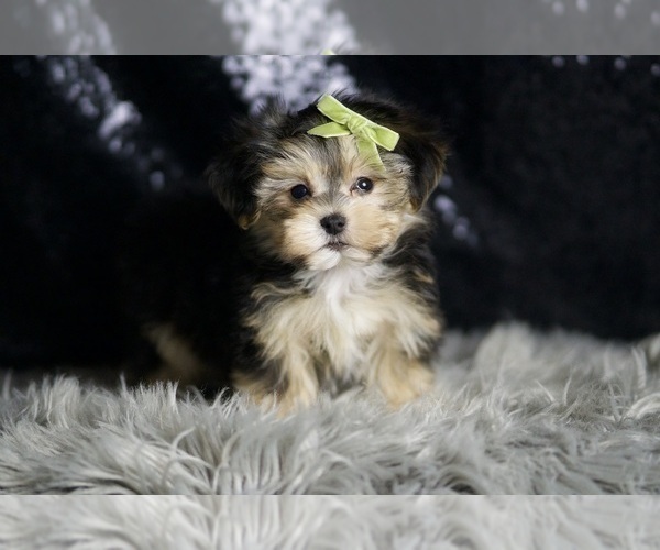 Medium Photo #5 Morkie Puppy For Sale in WARSAW, IN, USA