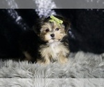 Small #4 Morkie