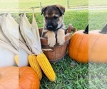 Small Photo #9 Australian Cattle Dog-German Shepherd Dog Mix Puppy For Sale in BRIDGEWATER, VA, USA