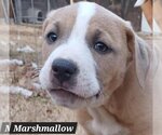 Small Photo #1 American Pit Bull Terrier-Unknown Mix Puppy For Sale in Alexander, AR, USA