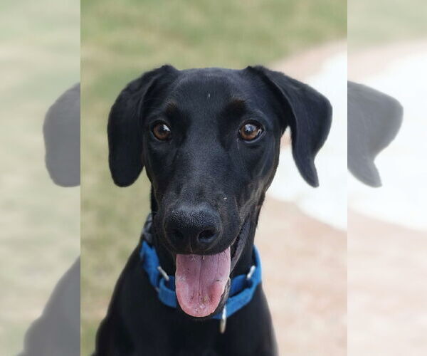Medium Photo #18 Labrador Retriever-Unknown Mix Puppy For Sale in Fort Worth, TX, USA