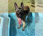 DEXTER - Male Mutt Dog for Adoption - Small photo