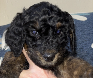 Medium Poodle (Standard)