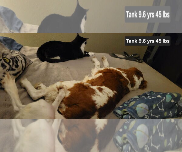 Medium Photo #5 Brittany Puppy For Sale in Curwensville, PA, USA