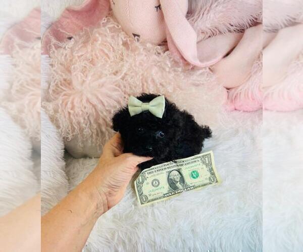 Medium Photo #6 Poodle (Toy) Puppy For Sale in PEMBROKE PINES, FL, USA