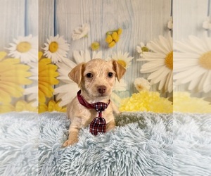 Yorkiepoo mix (+ Poodle Toy) Puppy for sale in RIPLEY, MS, USA