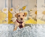 Image preview for Ad Listing. Nickname: Henry