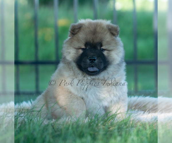 Medium Photo #28 Chow Chow Puppy For Sale in WARSAW, IN, USA