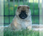 Small Photo #28 Chow Chow Puppy For Sale in WARSAW, IN, USA