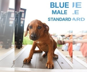 Medium Rhodesian Ridgeback