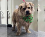 Small #5 Cairn Terrier Mix