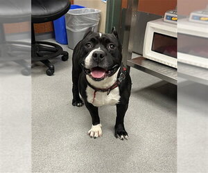 Mutt Dogs for adoption in Rancho Cucamonga, CA, USA