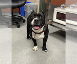 Small Mutt