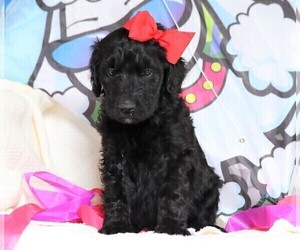Goldendoodle Puppy for sale in FREDERICKSBG, OH, USA