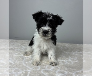 Schnauzer (Miniature) Puppy for sale in FRANKLIN, IN, USA