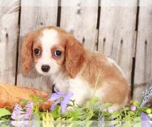 Cavachon Puppy for sale in MOUNT VERNON, OH, USA