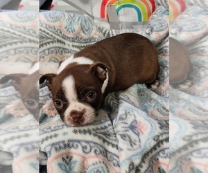 Boston Terrier Litter for sale in AUBURNDALE, WI, USA