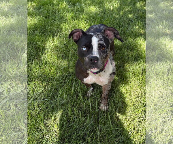Medium Photo #4 Bulldog-Unknown Mix Puppy For Sale in Germantown, OH, USA